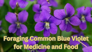 Common Blue Violet for Food and Medicine