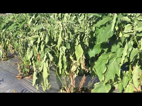 Видео: Aster Fusarium Wilt: Научете как да лекувате Aster Wilt в градините