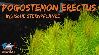 Indische Sternpflanze - Pogostemon erectus | Aquaddicted! Artenkunde | XMAS Edition - Türchen 19