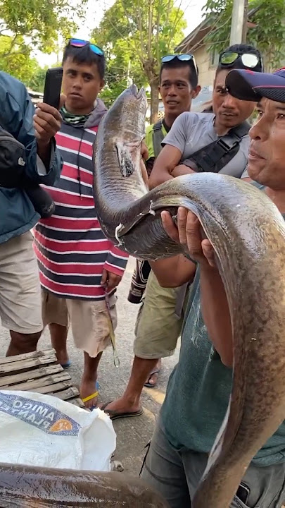 Ikan Sidat Monster #ikansidat #shorts #ikantomanmonster