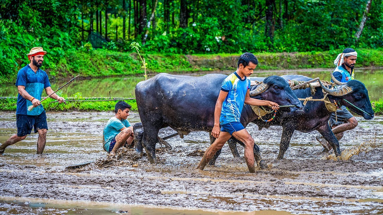 Rice Paddy & ‘’ನಟ್ಟಿ ಪಾಡ್ದನ | Natti Paddana’’ | Beauty of Tulunad 💚