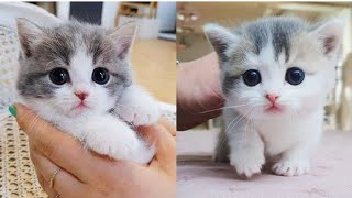 Funny Cats 🤣🤣 | #cutecat #lovecats #cat #kitten #catlover #catfunny  #tranding #youtube #youtuber by MaiRa NaSir Vlogs 37 views 1 year ago 1 minute, 4 seconds