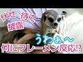 ﾐｰｱｷｬｯﾄ&猫 【伏せと待て】～からの こりゃヤバい♪
