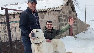 В гостях у собаковода из Армении Собака Волкодав
