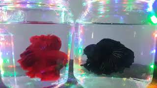 Rosetail and Black orchid Bettas