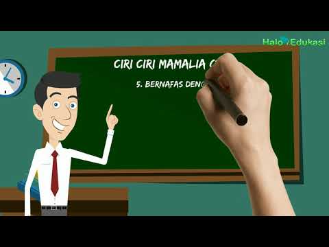 Video: Mengapa Manusia Adalah Mamalia