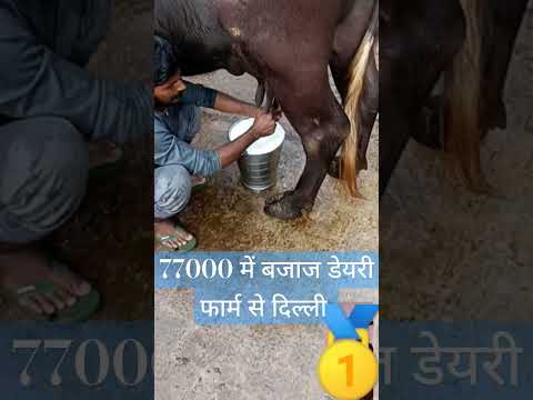 Bajaj Dairy Farm