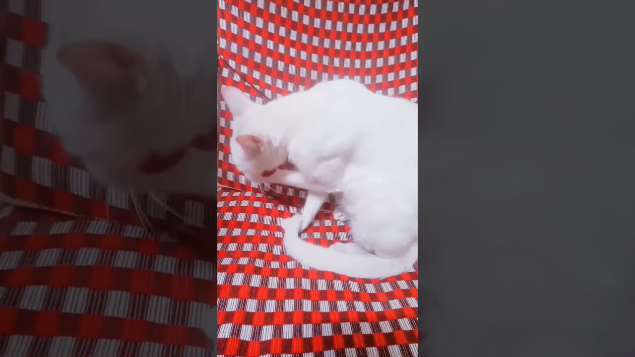 "Kitten's Playtime Antics Compilation 🐱😍" 