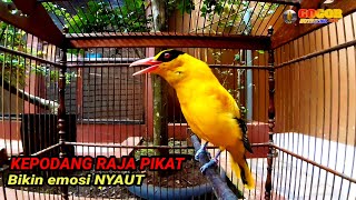 KEPODANG JAWA GACOR || SUARA KEPODANG SI RAJA PIKAT UNTUK PANCINGAN LANGSUNG NYAUT