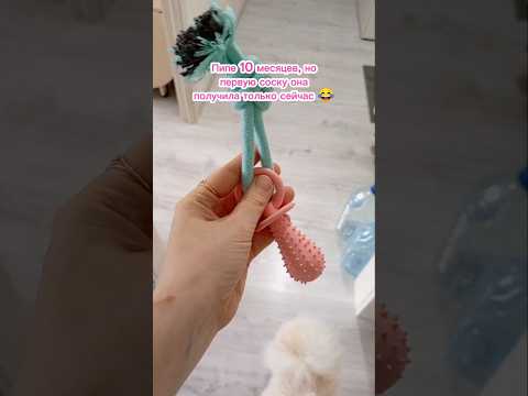 Пипа и соска 🤪🥰 #funnydogs #dog #dogshorts #puppy #pomeranian #собака #щенок #animals #шпиц #cute