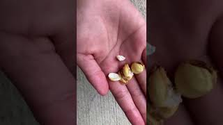 How To Grow A Nectarine Tree From Seed