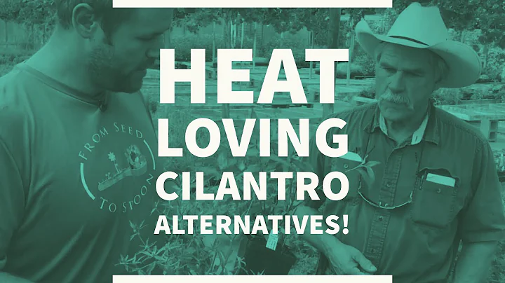 Heat-Loving Cilantro Alternatives for Summer! (wit...
