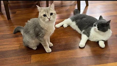 Video 4416071: loving british shorthair boys, adorable british shorthair