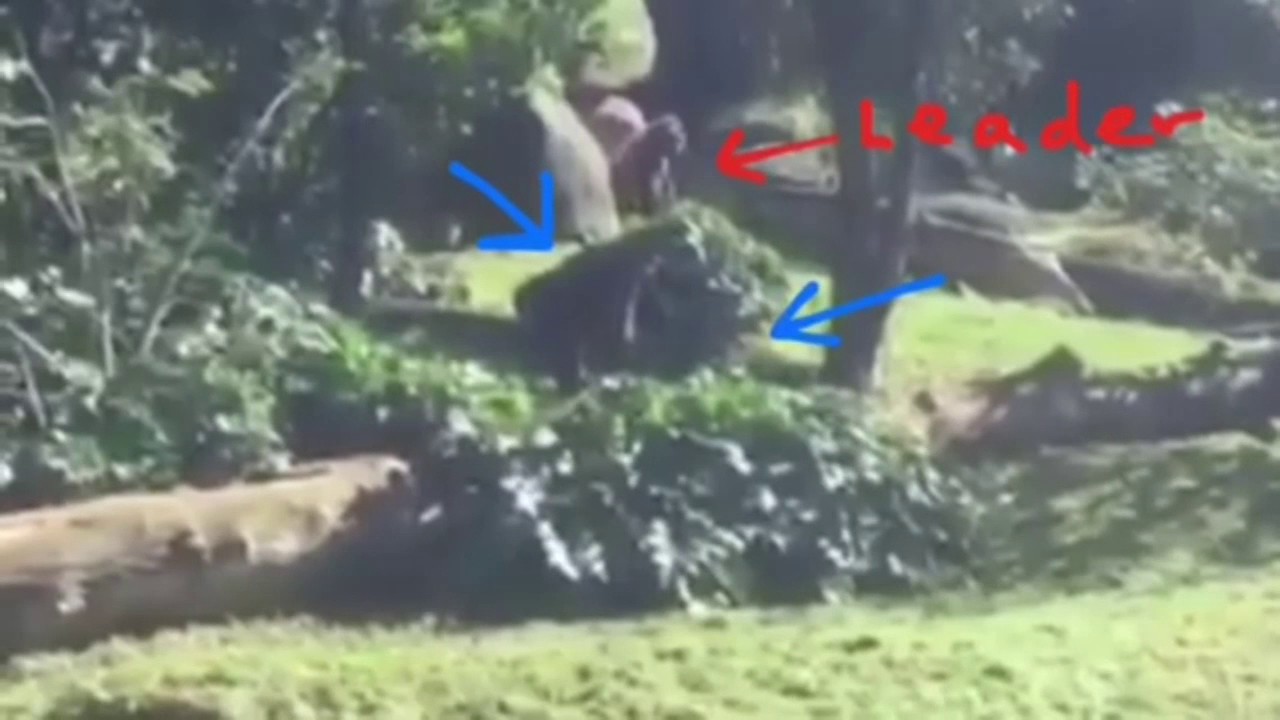 Evolution By Edward James