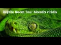 REPTILE ROOM TOUR de Morelia viridis !!!