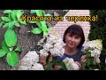 Мои результаты летнего черенкования гортензий. Как сохранить черенки зимой? 🤔