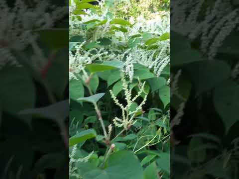 Видео: Разновидности на Fothergilla за градината - Как да засадите храсти Fothergilla