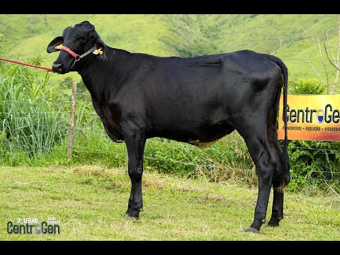 LOTE 8   CENTROGEN   3838BW