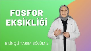 FOSFOR EKSİKLİĞİ ( Bilinçli Tarım Bölüm 2 )