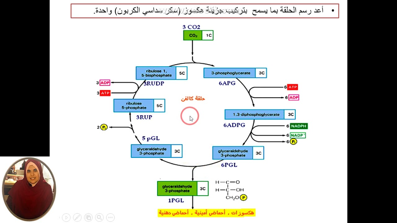 العرض20 الجزء الثالث من التفاعل الكيموحيوي خلاصة حلقة كالفن