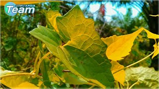 Cinematic Aesthetic Alam Cinematic 48 Detik Cinematic Alam Indo