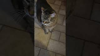 Fluffy And Bella In The Snow