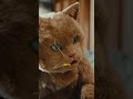 ムギちゃんの天敵 | Canva 公式 (キャンバ)