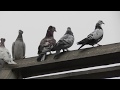 #Pigeons Лёт! Бой! Голуби Николая Петровича в Астрахани!