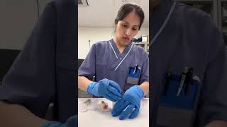 Así trabaja una enfermera en un país de primer mundo #enfermeria #antibiotico #hospital