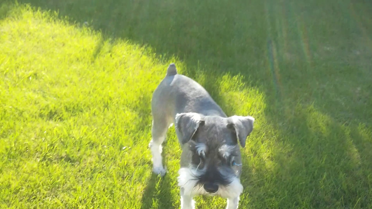 Treat hunt with Mr dog goes wild with tricks YouTube