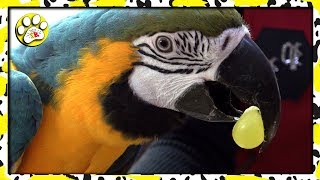 Вся ПРАВДА о ЦИРКЕ попугай АРА 🐦🐦🐦 Вся ПРАВДА о ЦИРКЕ попугай АРА 🐦🐦🐦