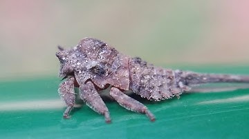 Funny looking tree hopper in Singapore