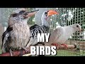 All My Pet Birds In The New Aviary!
