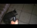 Arresting a cat for possession of cat nip and adult on police officer