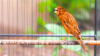 Download Lagu PANCINGAN Kenari GACOR PANJANG Cuit CUIT EMOSI ini AMPUH utk MASTERAN Kenari PAUD belajar BUNYI |300 MP3