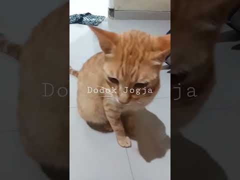 Kabul si Kucing Oyen Gabut pengen main