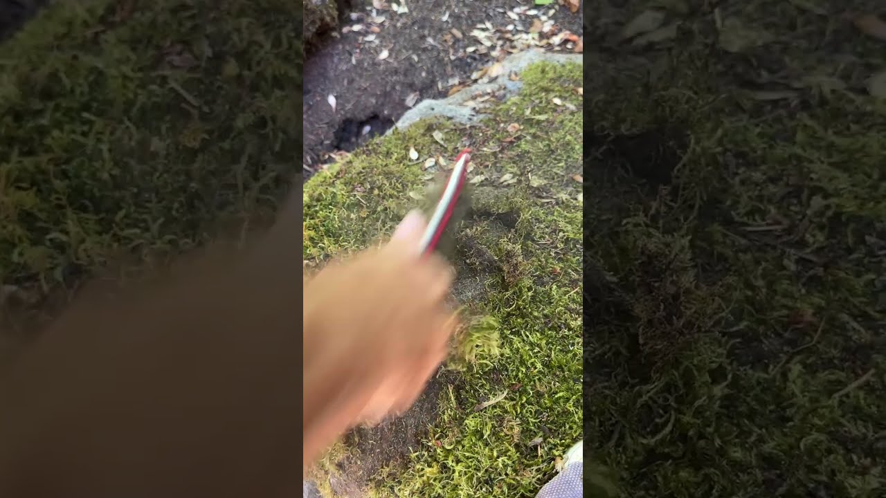 Weapon Of Moss Destruction