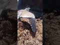 الأم وماادراك ما الأم