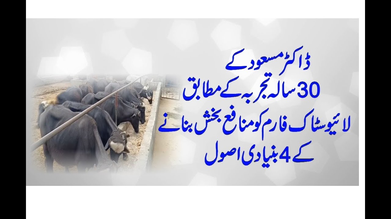 Profitable livestock farming kay 4 asool