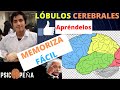 COMPRENDE Y MEMORIZA los LÓBULOS CEREBRALES Y SUS FUNCIONES FÁCIL Y RÁPIDO (explicación concreta)