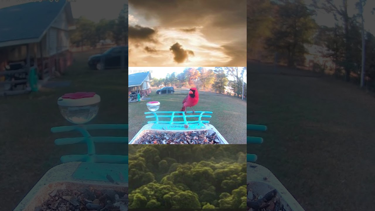 “Beautiful Backyard Birds at Feeder  Southeast USA” 99