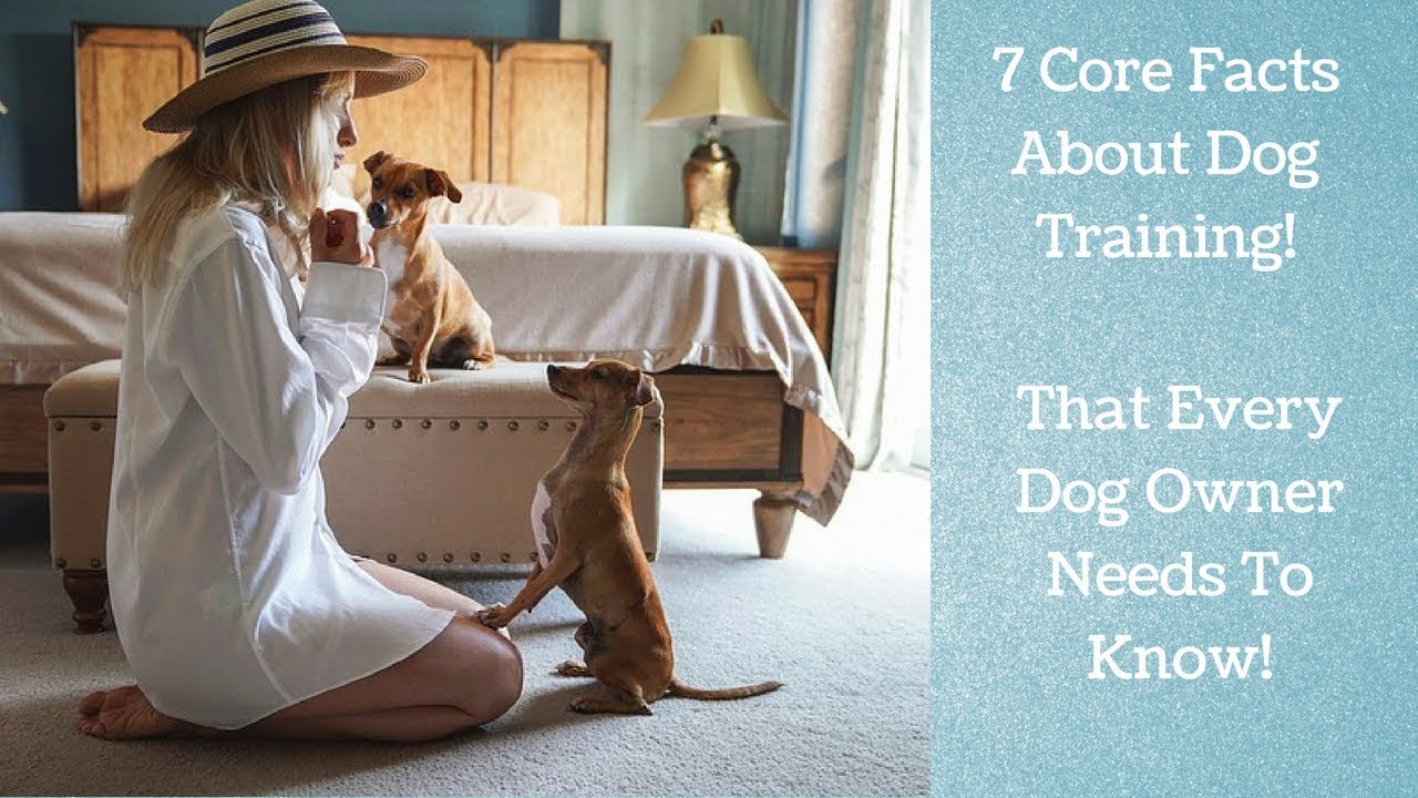 7 Core Facts About Dog Training That Every Dog Owner Needs To Know YouTube