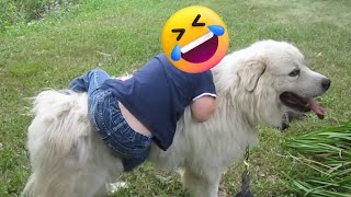 Funny Animals From Petastic, Try Not To Laugh Petastic