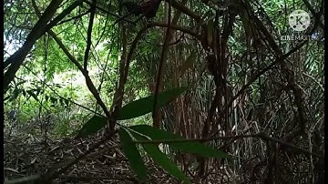 mu dib qaib qu tuaj zoo tiag tiag nawb 2021