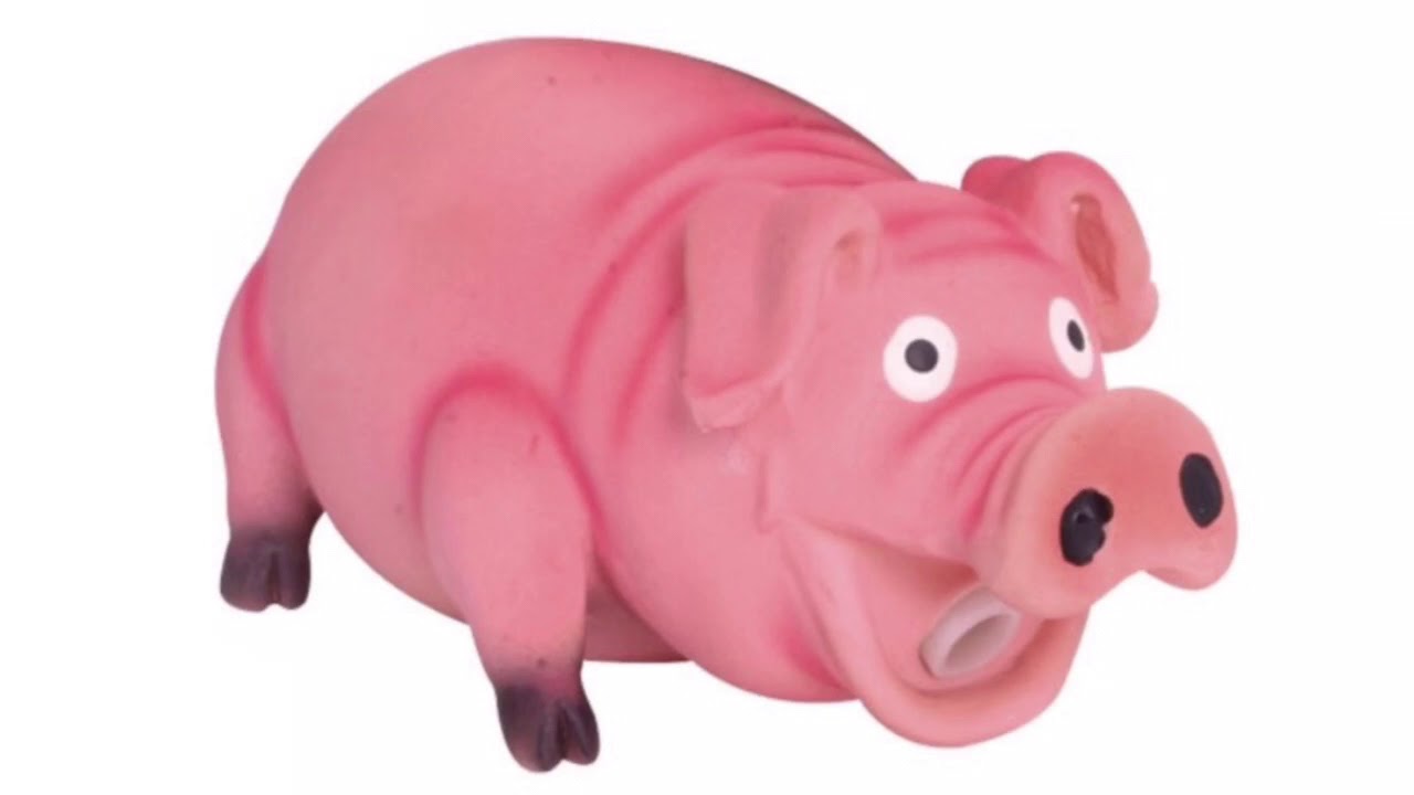 squealing pig dog toy