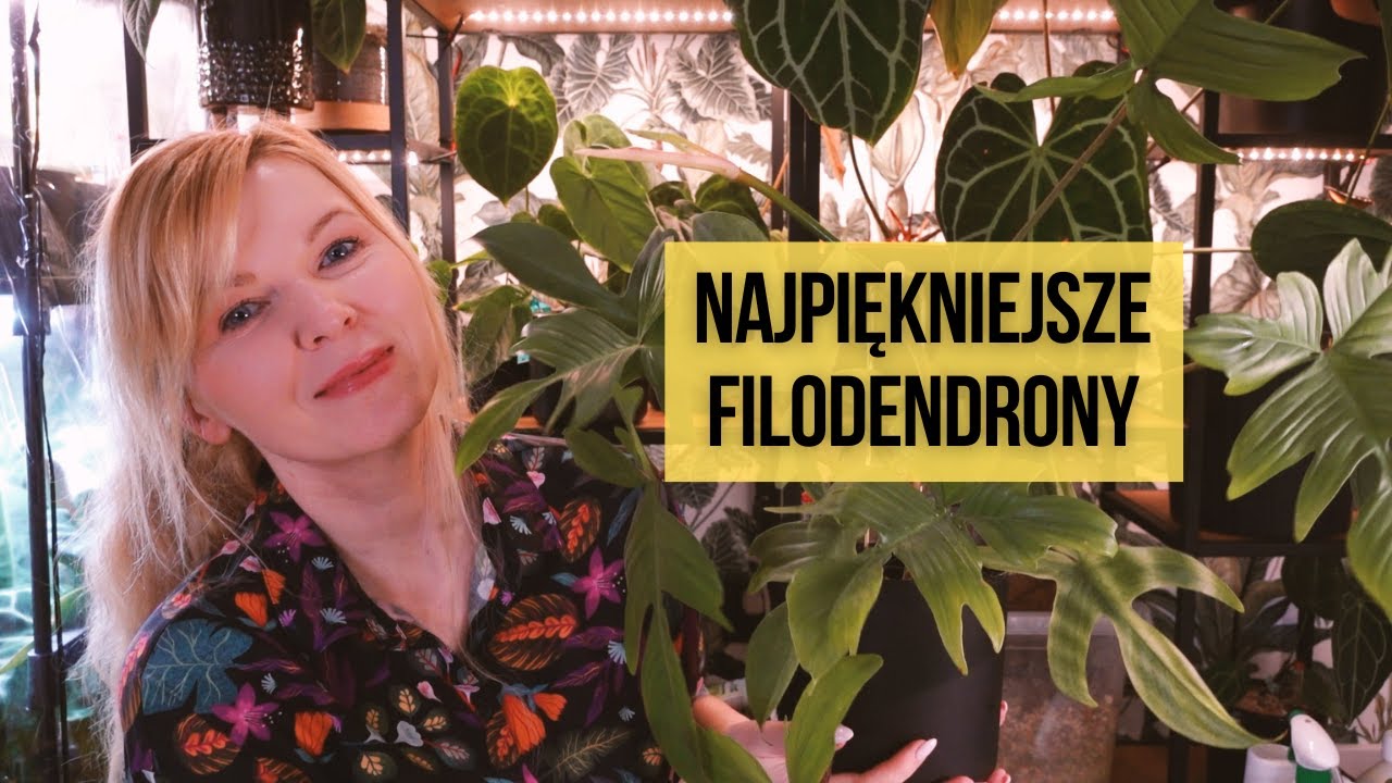 Top 10 - najpiękniejsze Filodendrony