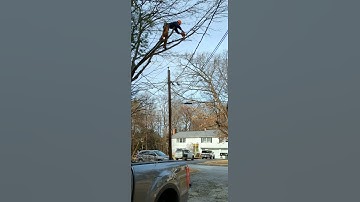 tree trimming near service wires