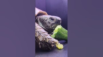 😱 No Way… This Turtle LOVES Cucumber! 🥒🐢 | Viral Shorts