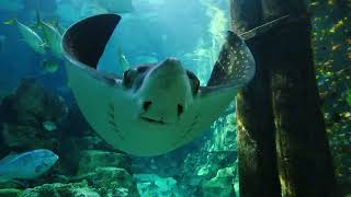 Discovery Cove Orlando