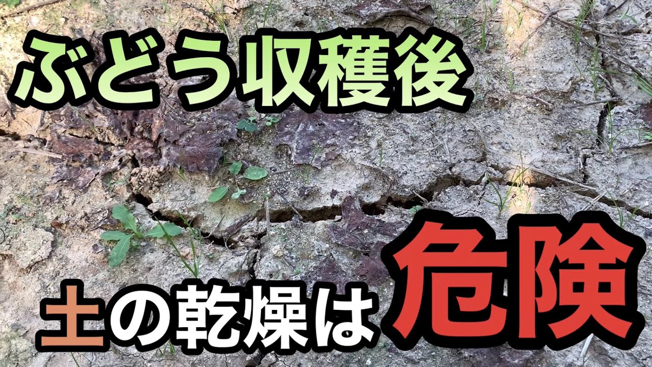 ぶどう収穫後の土壌の乾燥は危険 林ぶどう園2021-10-9